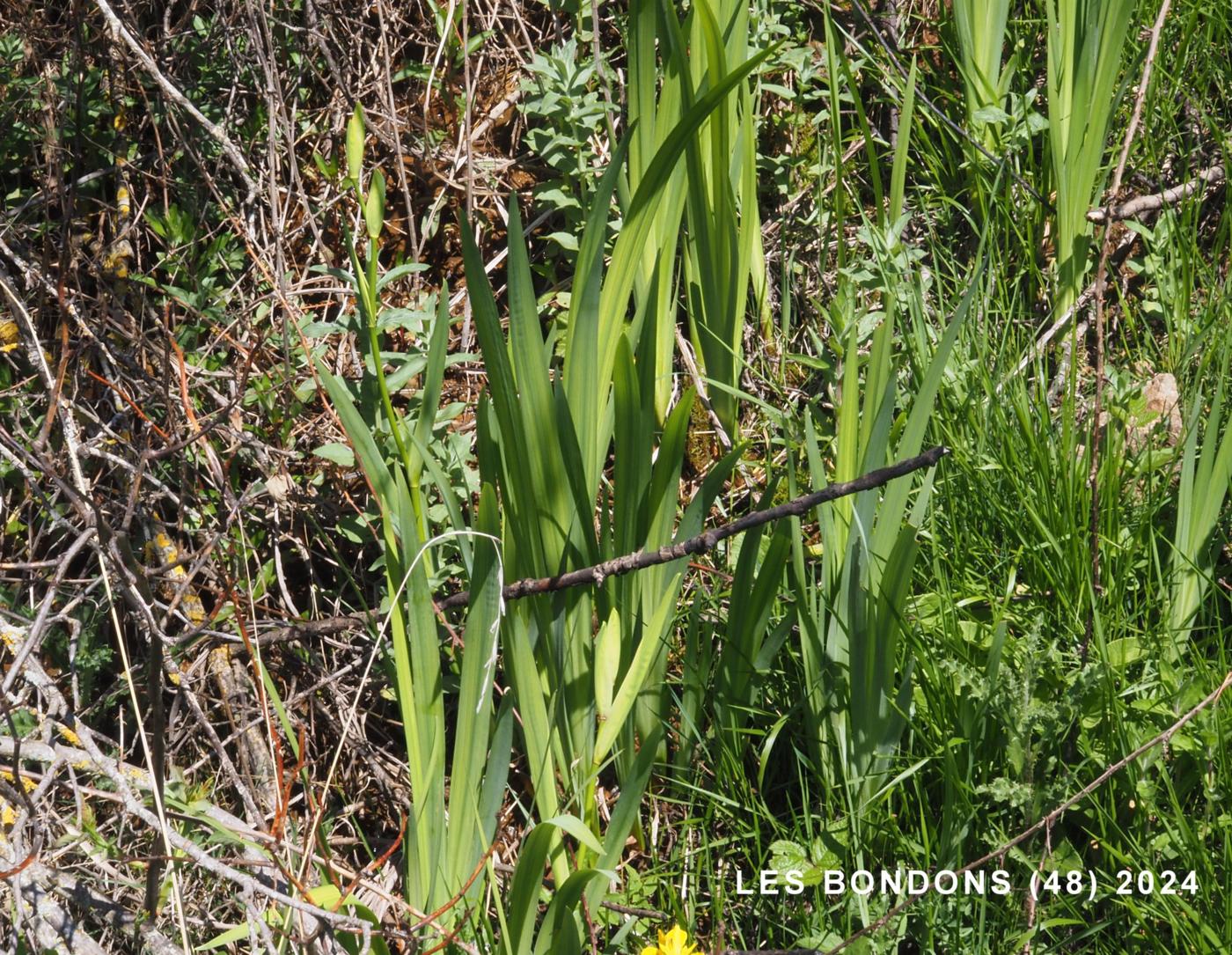 Iris, Yellow Flag leaf